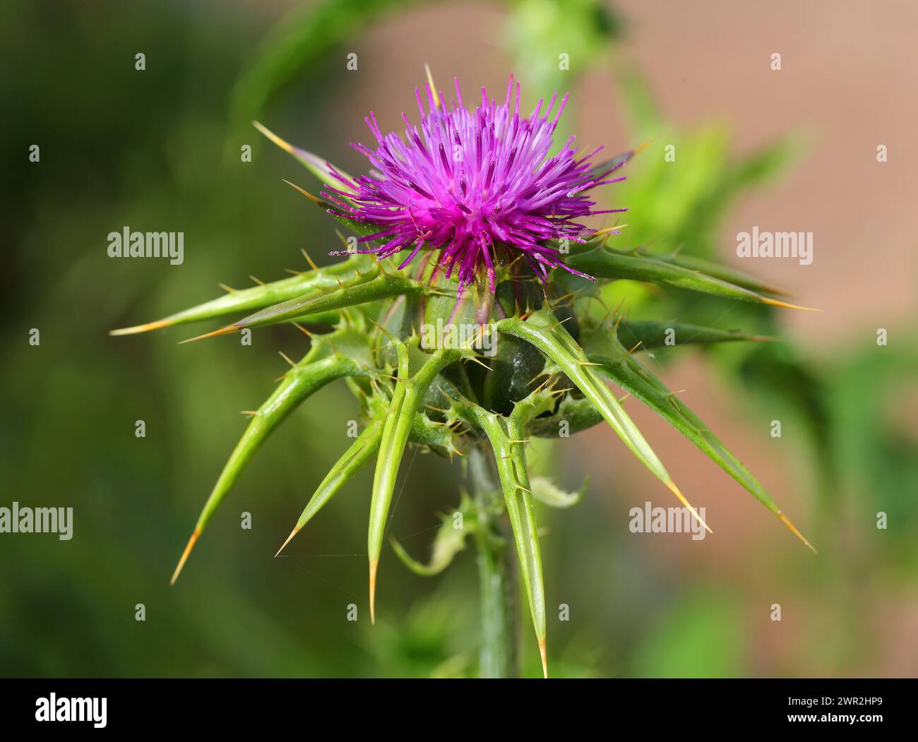 Primo piano di un Cardo del latte - Silybum marianum, noto anche come Maria o Cardo Santo, che cresce selvatico in Portogallo. messa a fuoco superficiale selettiva. Sfondo bokeh Foto Stock