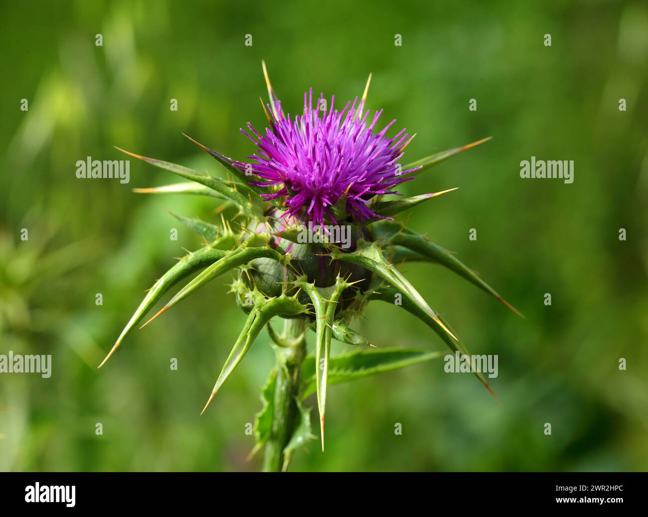 Primo piano di un Cardo del latte - Silybum marianum, noto anche come Maria o Cardo Santo, che cresce selvatico in Portogallo. messa a fuoco superficiale selettiva. Sfondo bokeh Foto Stock