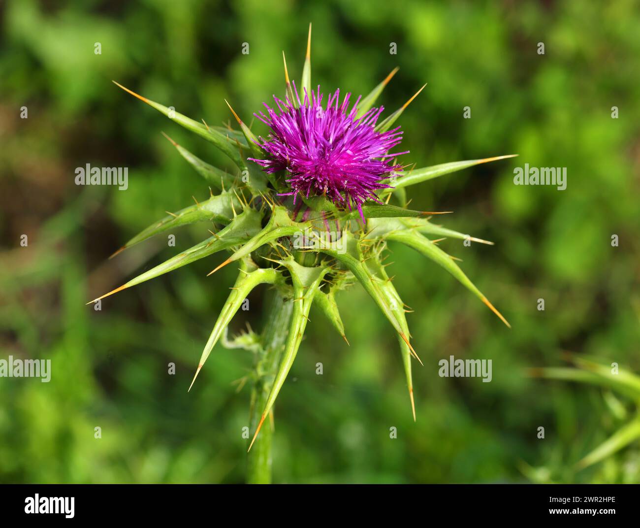 Primo piano di un Cardo del latte - Silybum marianum, noto anche come Maria o Cardo Santo, che cresce selvatico in Portogallo. messa a fuoco superficiale selettiva. Sfondo bokeh Foto Stock