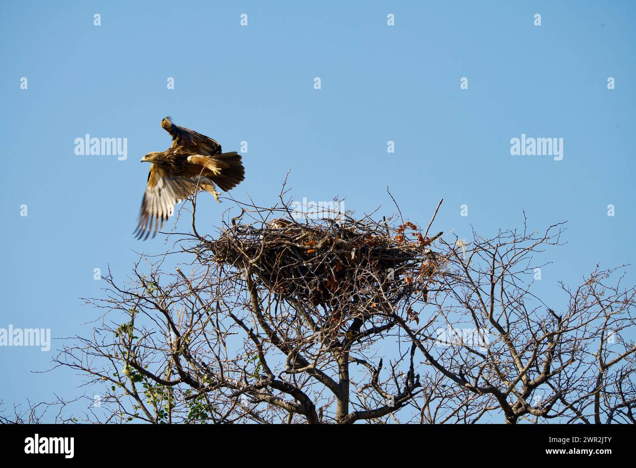 Aquila africana Tawny con il suo nido di ramoscelli in cima all'albero Foto Stock