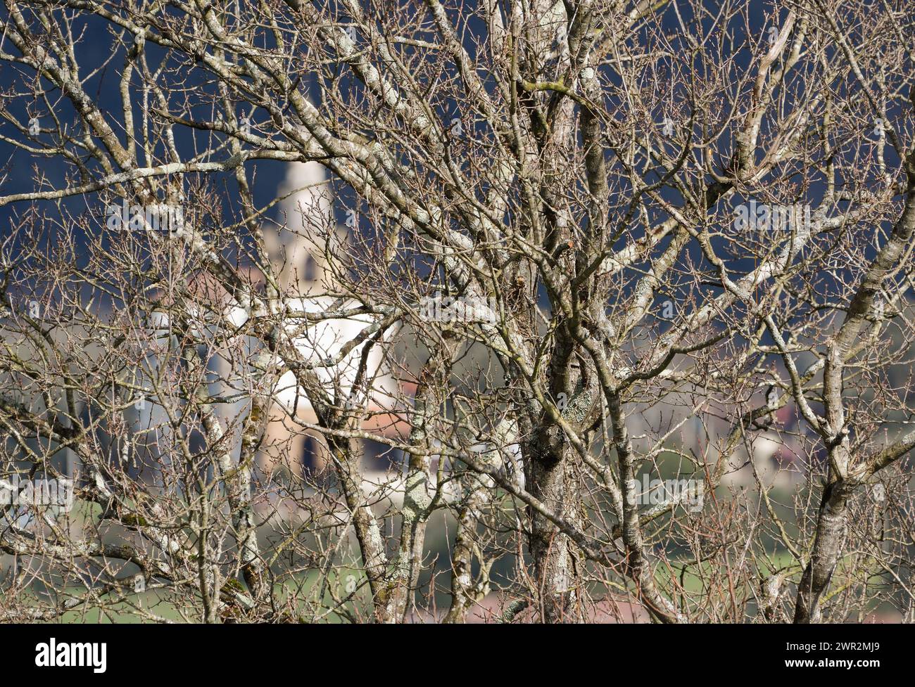 Chiesa di San Esteban de Galdames fuori fuoco tra gli alberi Foto Stock
