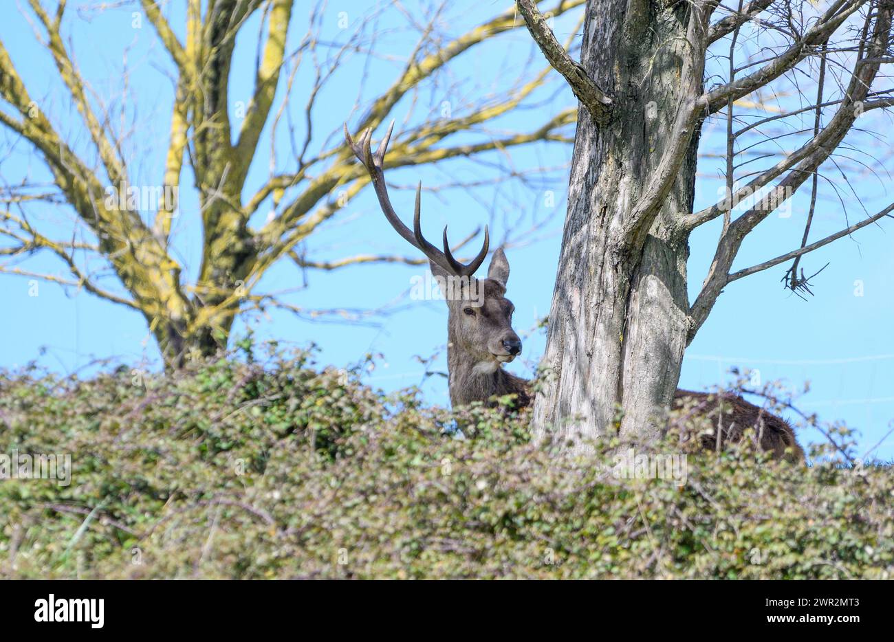 Cervo maschile con un corno seduto tra gli alberi Foto Stock