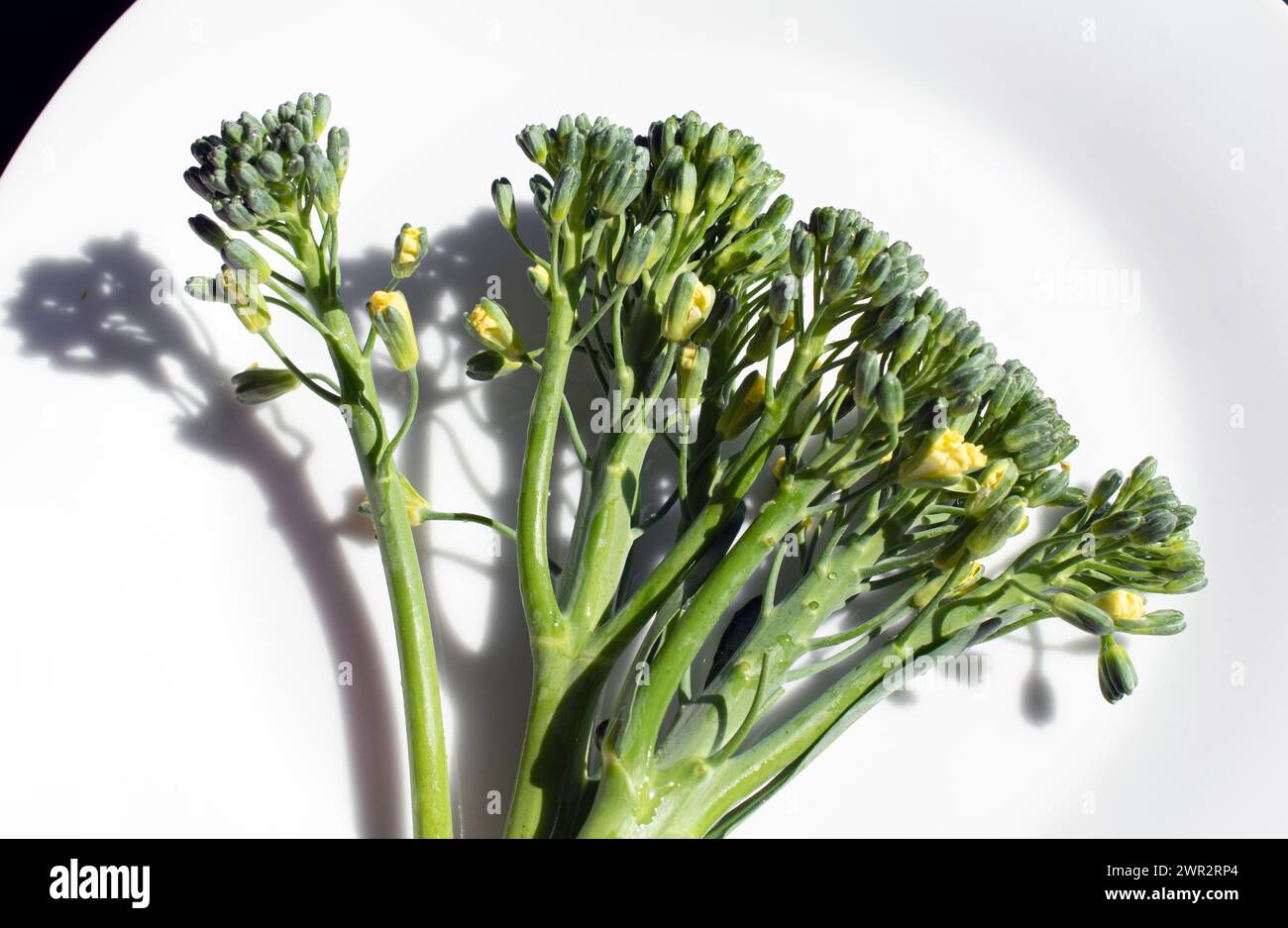 Broccoli di filetto in fiore su un piatto bianco Foto Stock