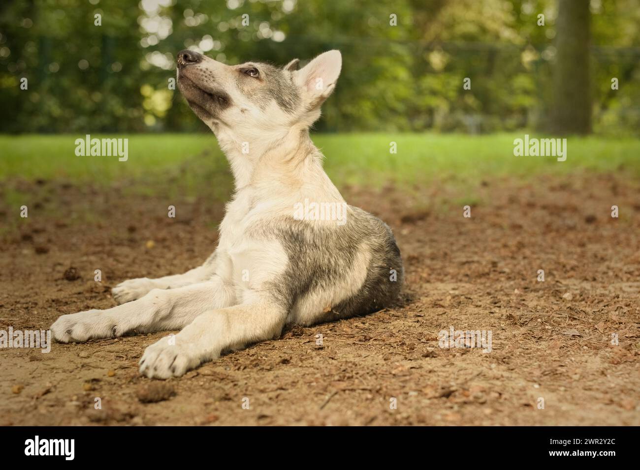 Cucciolo maschile di cane lupo cecoslovacco che si diverte a giocare all'aperto Foto Stock