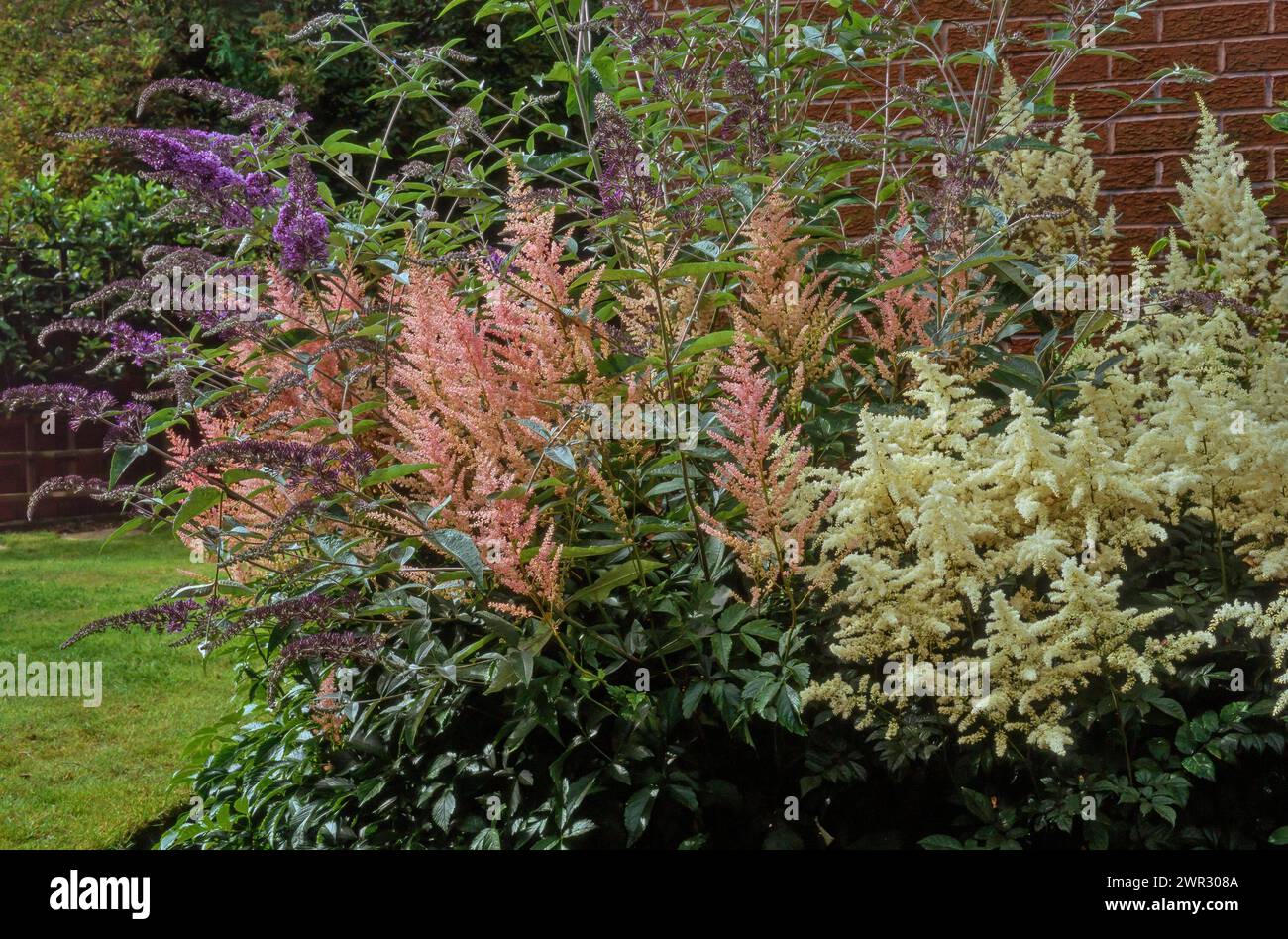 Fiori colorati di astilbe e Buddleja che crescono di fronte alle pareti di mattoni rossi nel giardino inglese, Inghilterra, Regno Unito Foto Stock