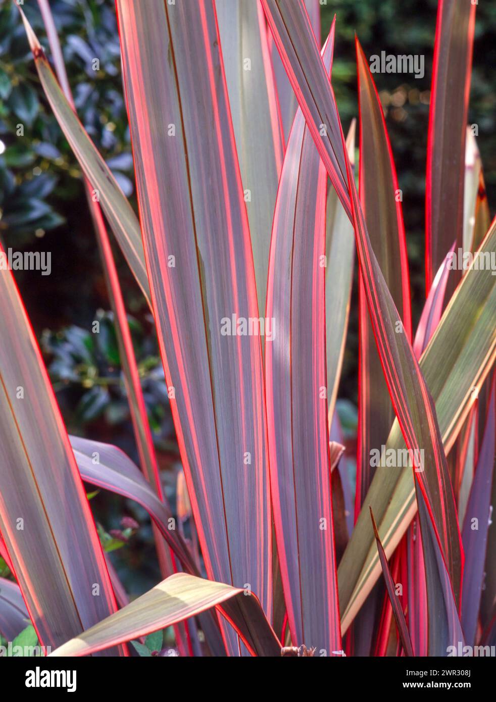 Primo piano di foglie colorate di tenax di Phormium a righe "Purpureum" (lino neozelandese) che crescono nel giardino inglese, Regno Unito Foto Stock