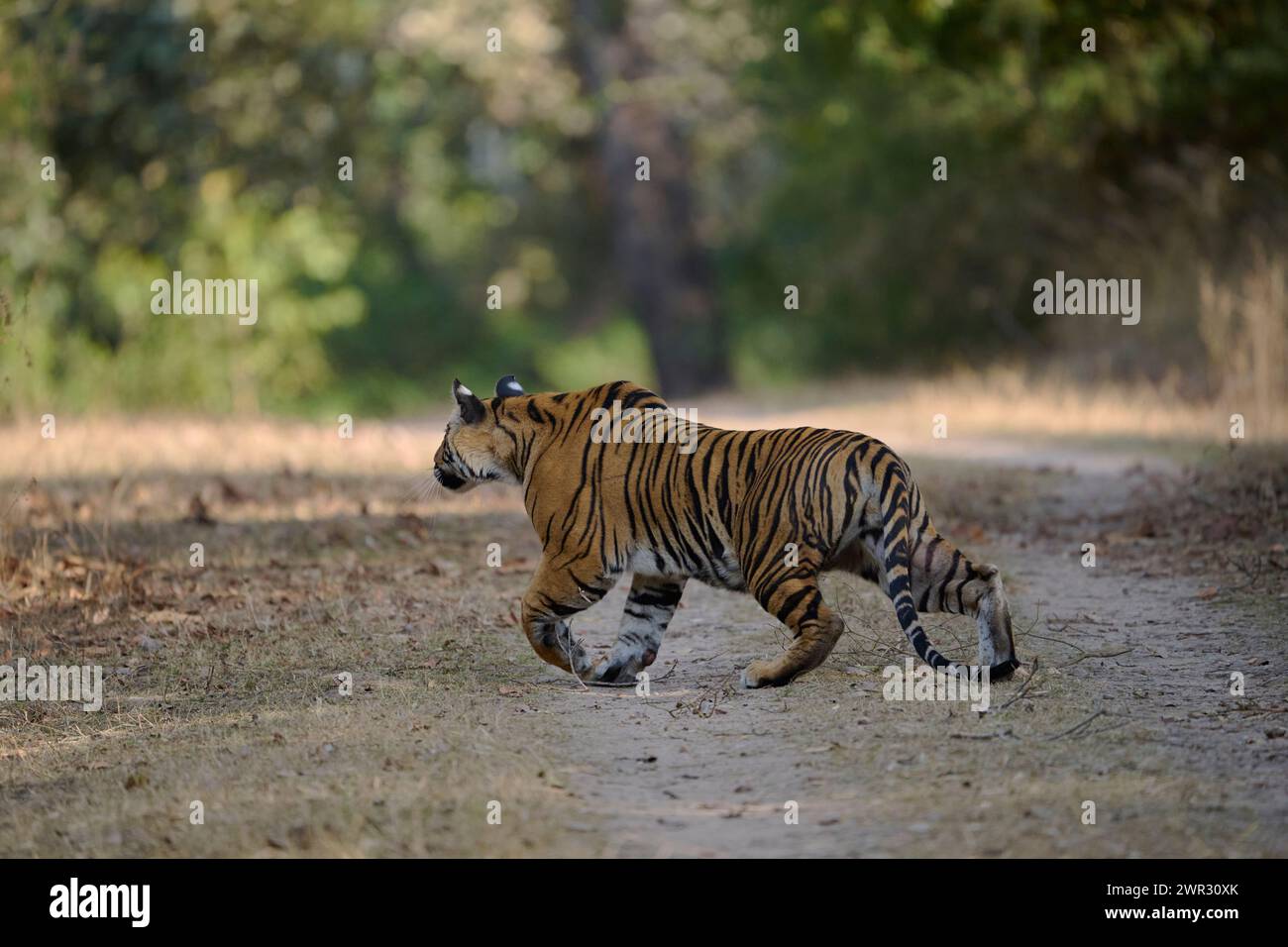 Caccia alla tigre del Bengala, Bandhavgarh National Park, India, febbraio 2024 Foto Stock