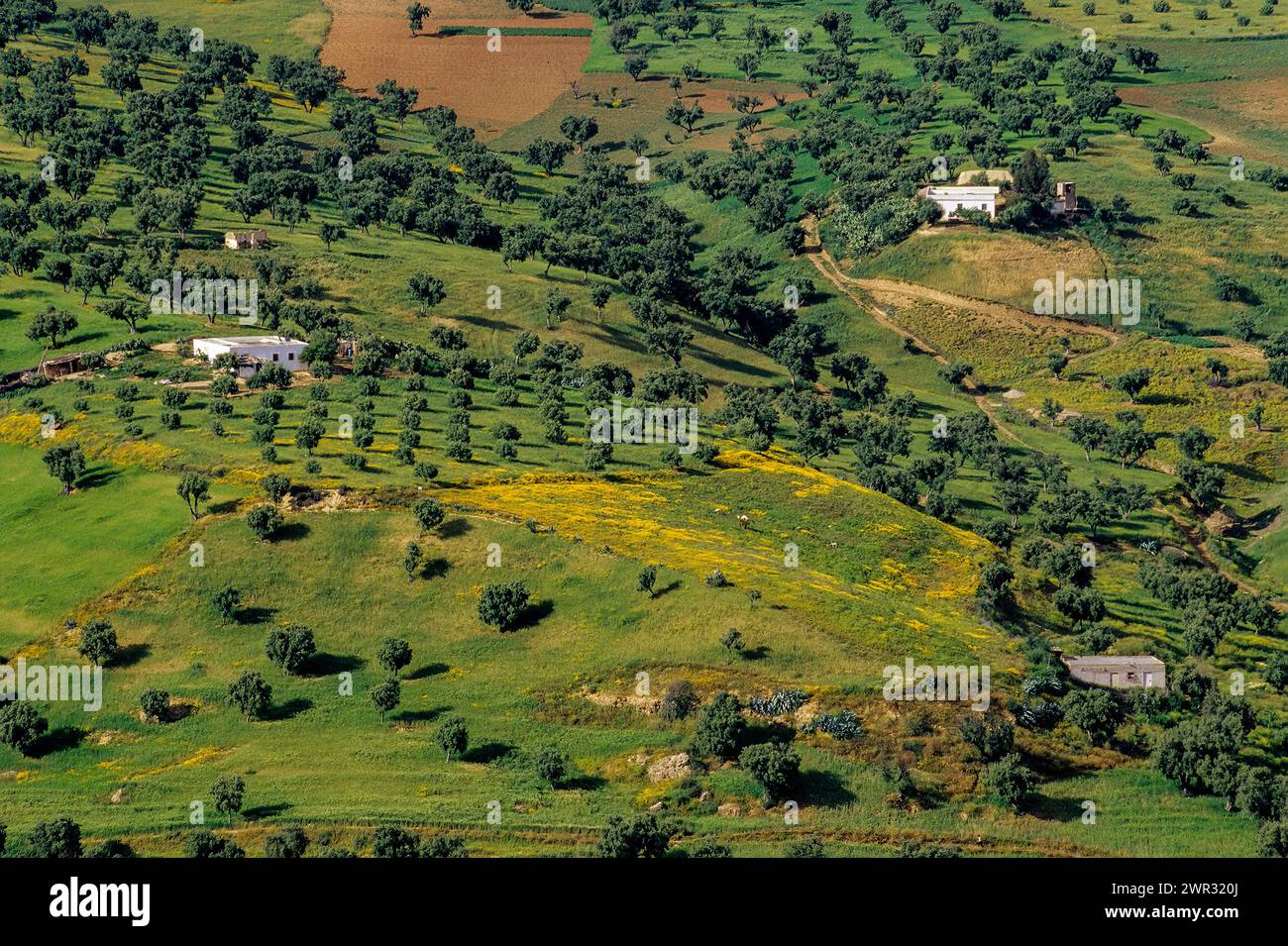 Fez, Marocco - Ulivi su Hillside, visti dalle tombe dei Merinidi. Foto Stock