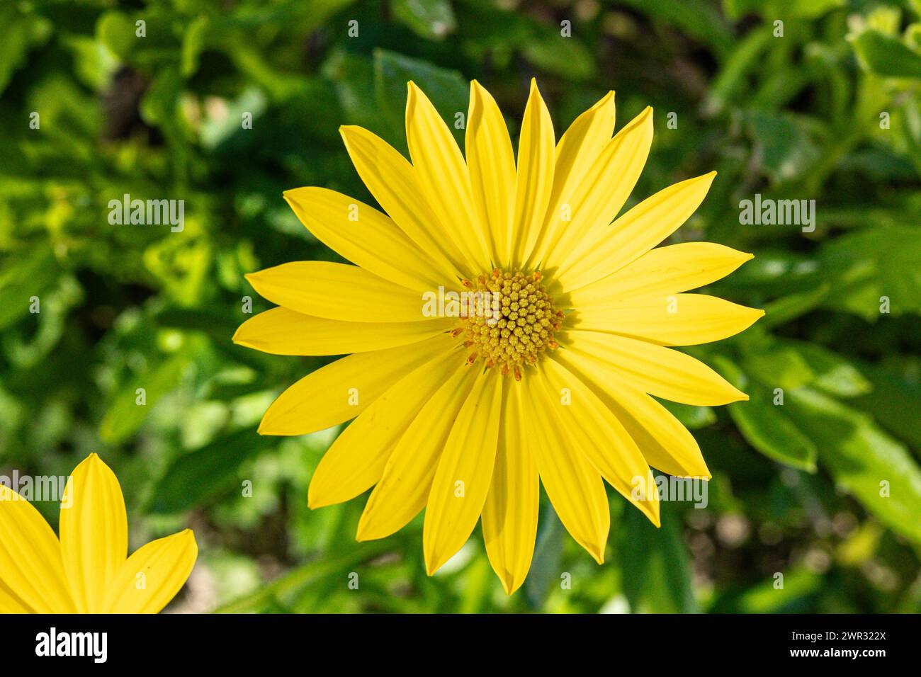 mantello giallo a margherita con polline al centro e sfondo sfocato verde Foto Stock