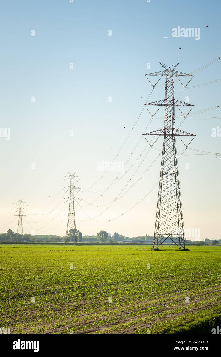 Piloni elettrici che supportano linee ad alta tensione su campi coltivati al tramonto in primavera Foto Stock