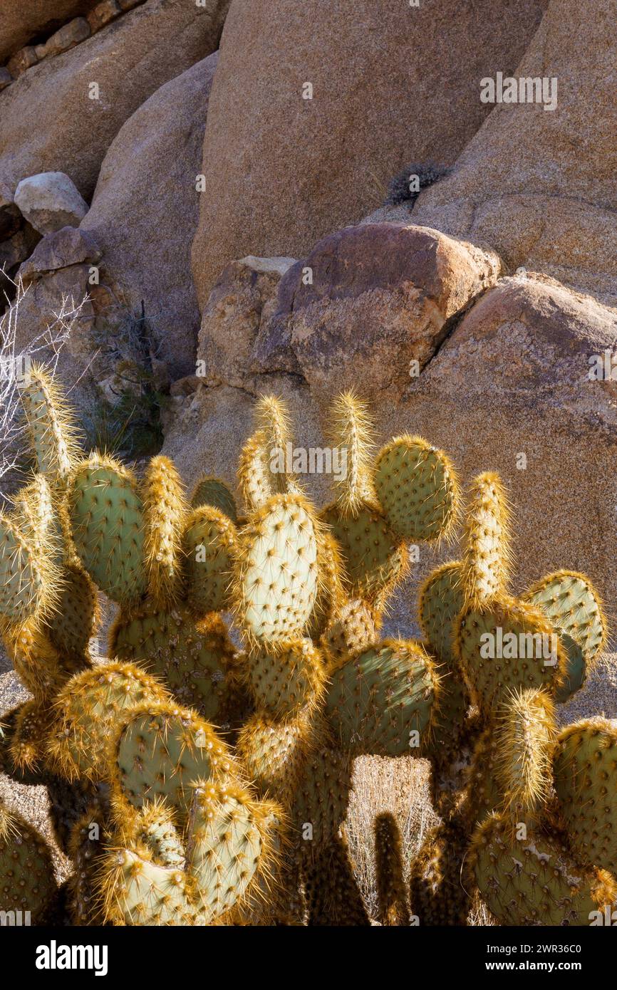 Pancake Prickly Pear Cactus (Opuntia chlorotica) da vicino di fronte alle rocce nel Joshua Tree National Park, California Foto Stock