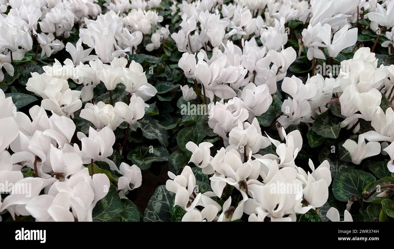 Gruppo di vasi di fiori ciclamini in serra Foto Stock