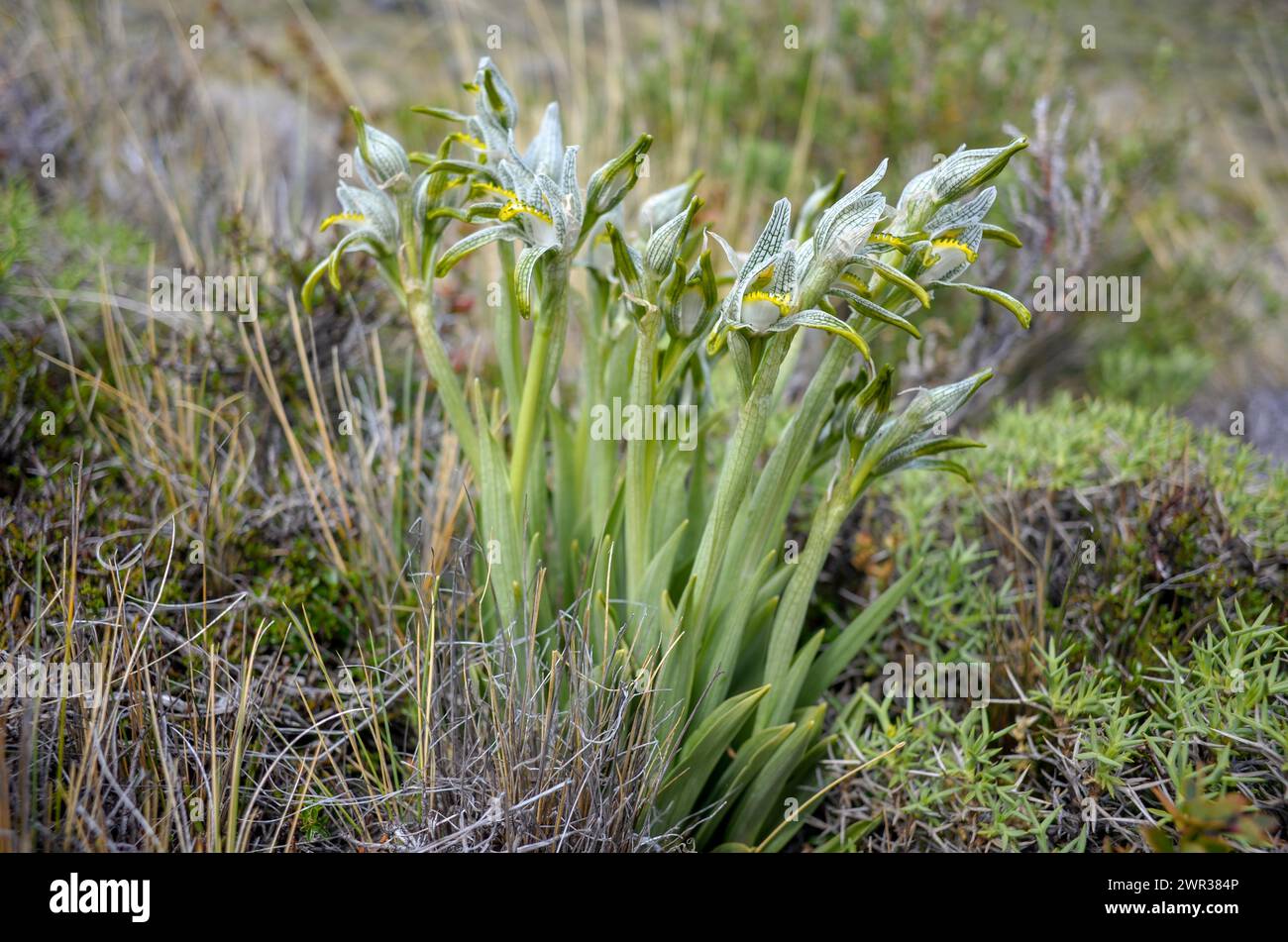Orchidea di porcellana (Chloraea magellanica) nel Parco Nazionale Perito Moreno, Patagonia, Argentina Foto Stock