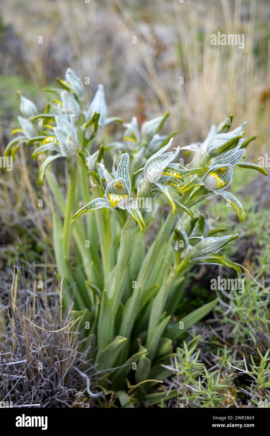 Orchidea di porcellana (Chloraea magellanica) nel Parco Nazionale Perito Moreno, Patagonia, Argentina Foto Stock