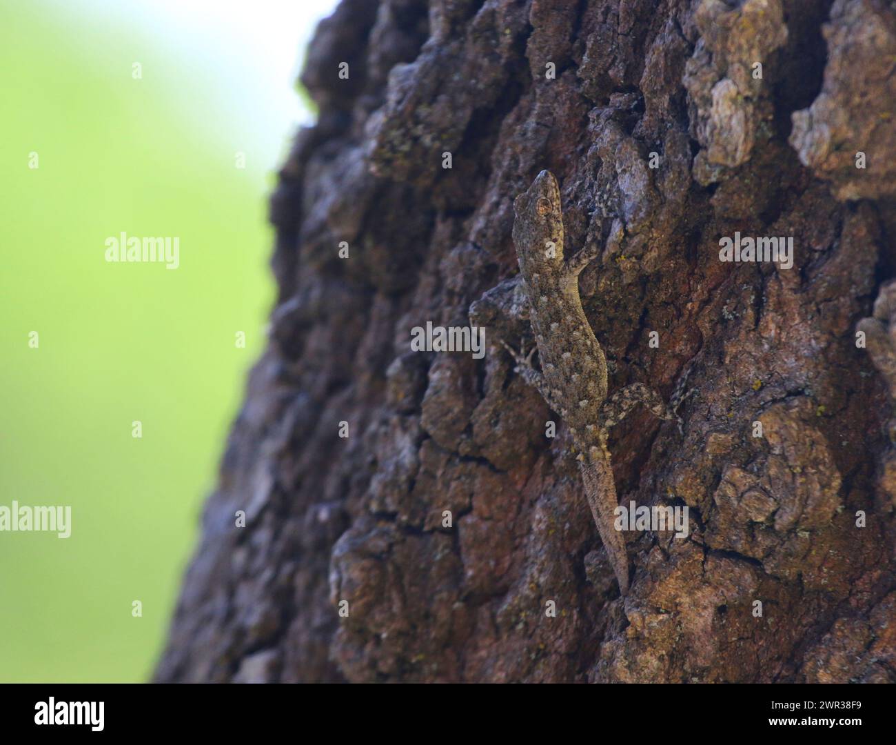 Un Kotschy's Gecko (Mediodactylus kotschyi) sul tronco di un albero sparato sull'isola di Citera in Grecia. Foto Stock