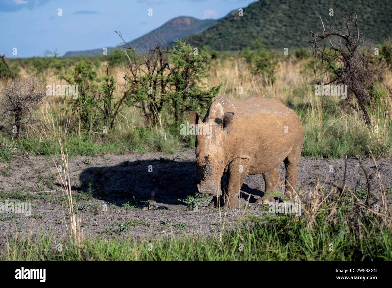 Rinoceronte bianco (Ceratotherium simum), Madikwe Game Reserve, North West Province, Sud Africa, RSA Foto Stock