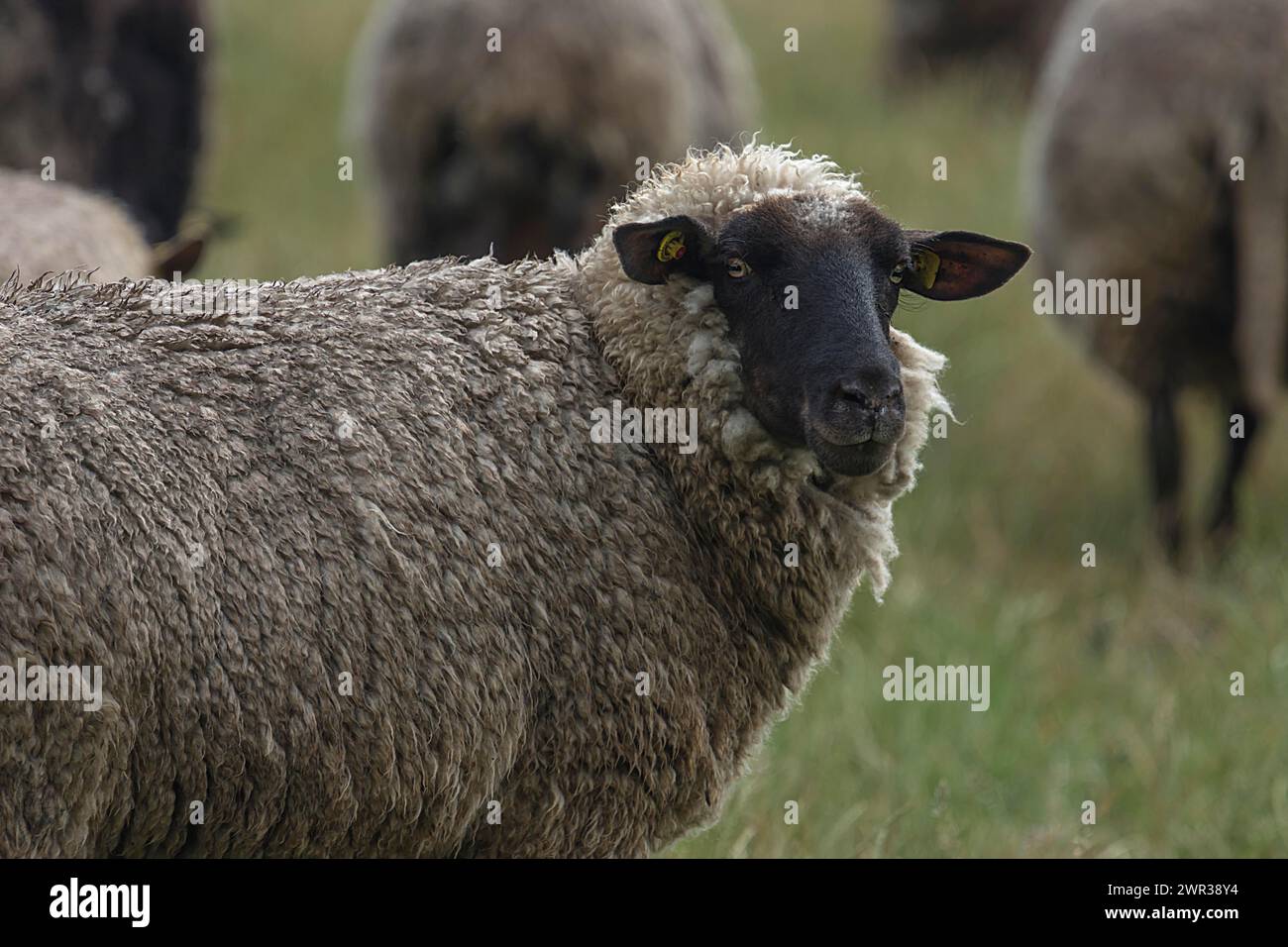 Pecore dalla testa nera al pascolo, Meclemburgo-Pomerania occidentale, Germania Foto Stock