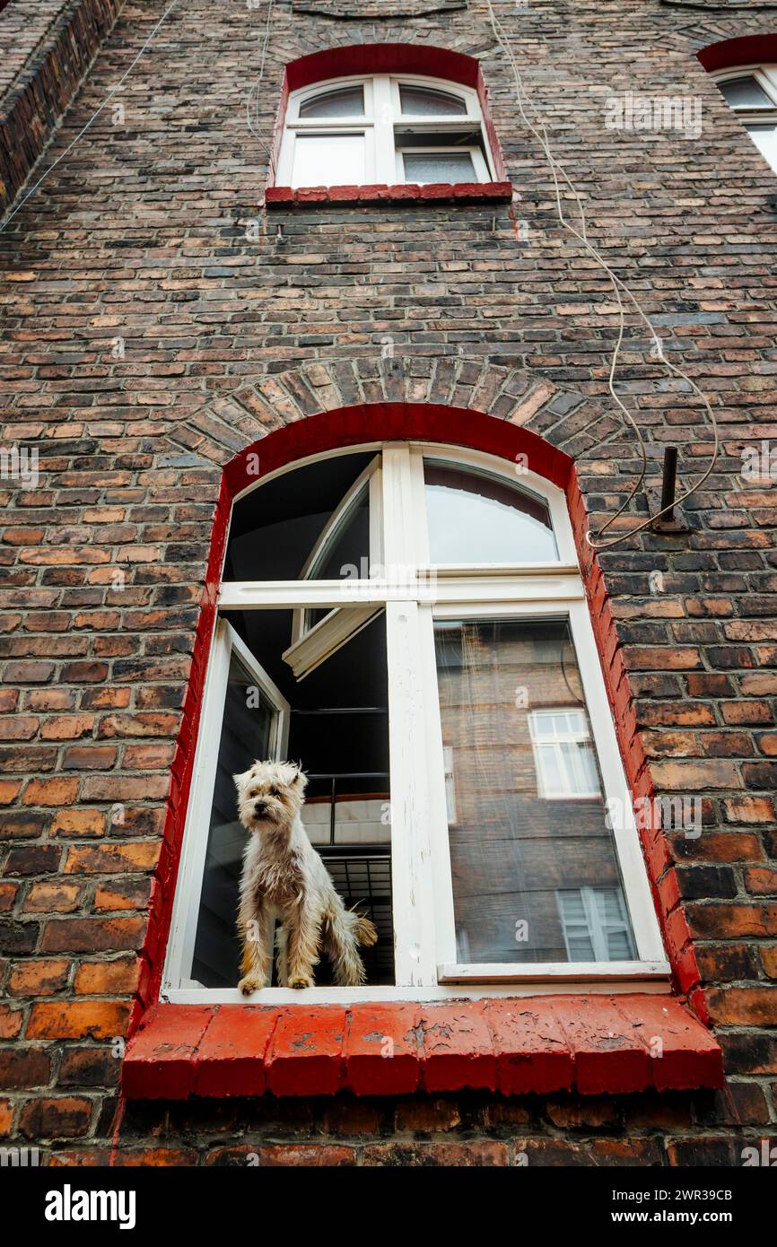 Un simpatico cane peloso che esce dalla finestra in una casa in mattoni a Nikiszowiec, Katowice, nel sud della Polonia Foto Stock