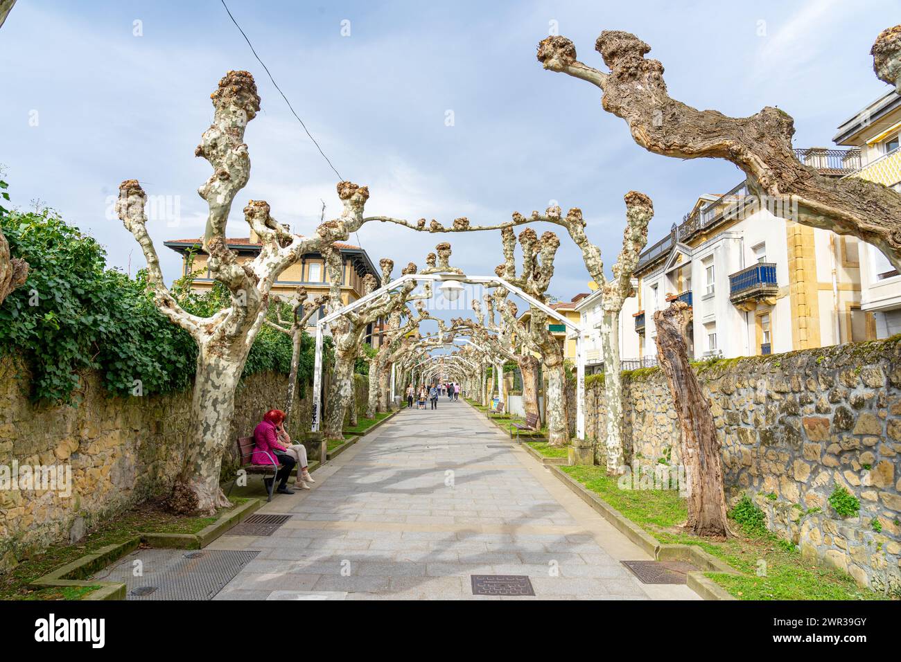 Le strade residenziali con alberi senza foglie lavoravano in modo ornamentale. Getxo-Paesi Baschi-Spagna.13-3-2024 Foto Stock