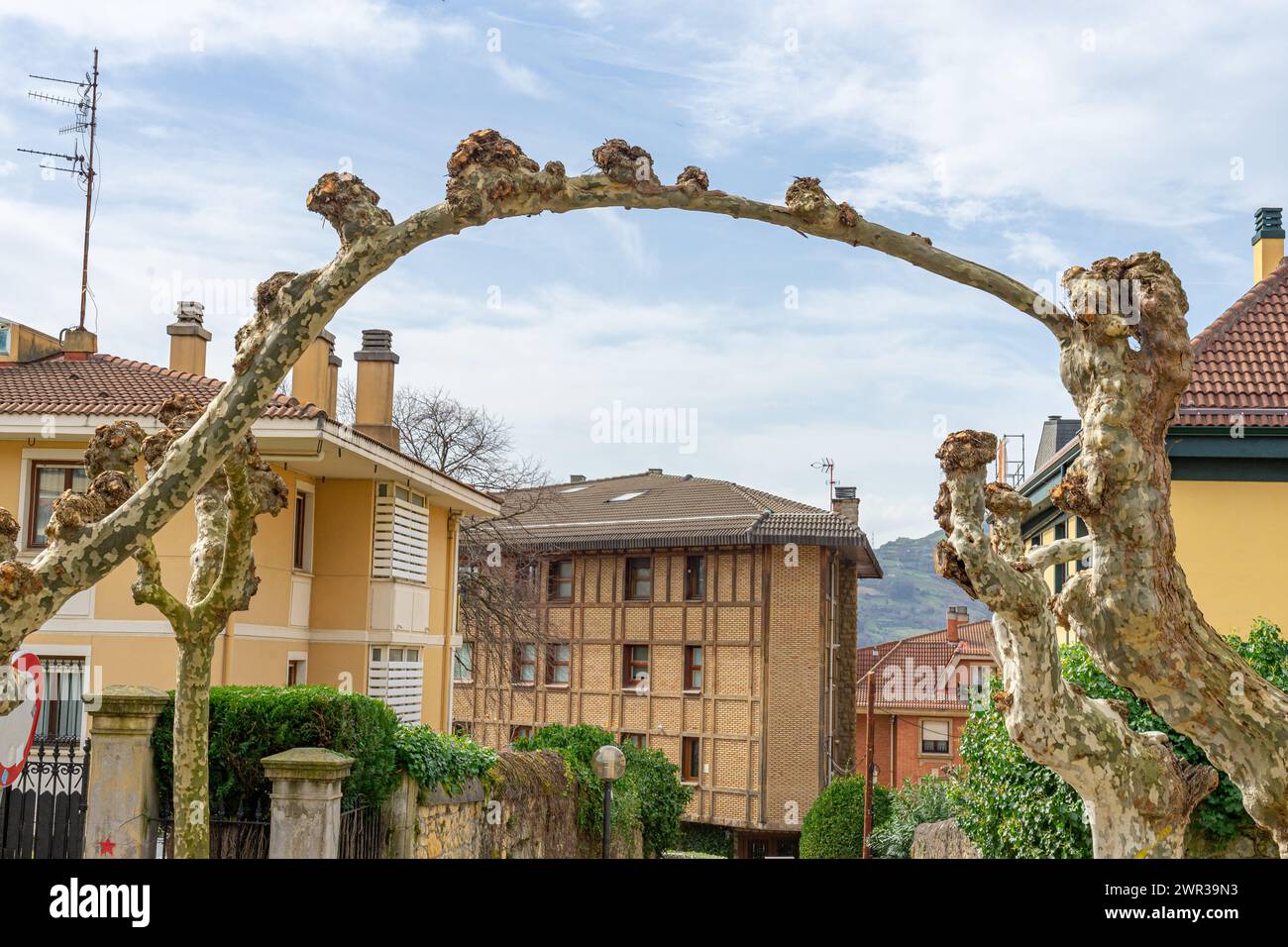 Le strade residenziali con alberi senza foglie lavoravano in modo ornamentale. Getxo-Paesi Baschi-Spagna.13-3-2024 Foto Stock
