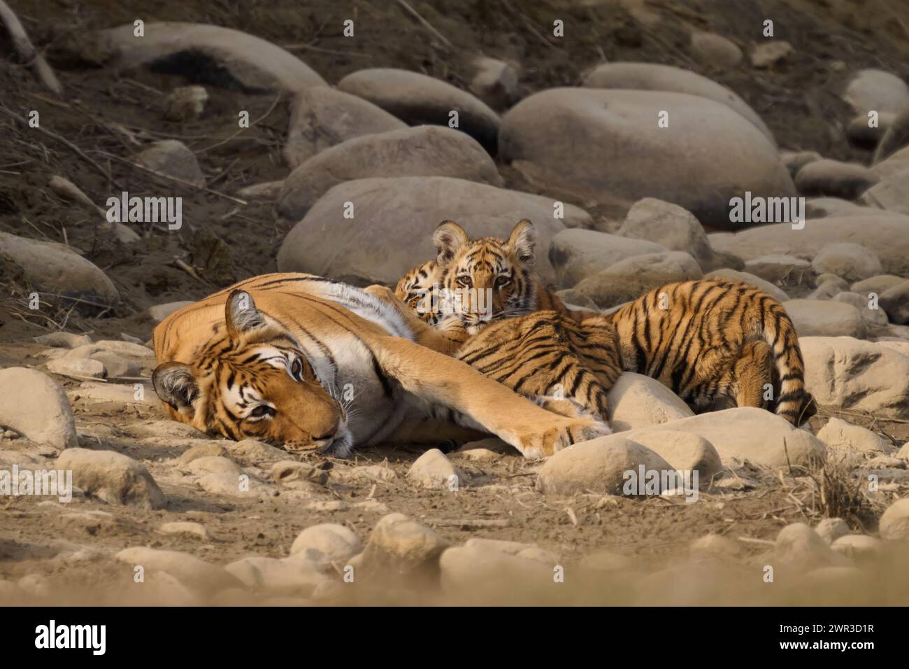 Tigre tigre Paarwali che si allattano i suoi cuccioli, Corbett National Park, India, febbraio 2024 Foto Stock