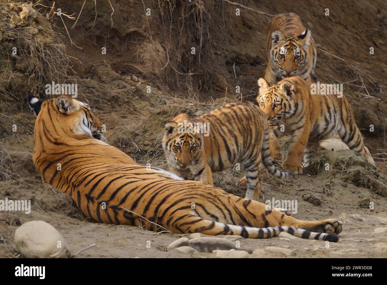 Tiger Paarwali e i suoi cuccioli, Corbett National Park, India, febbraio 2024. I cuccioli stanno camminando verso la tigre per l'infermiera. Foto Stock