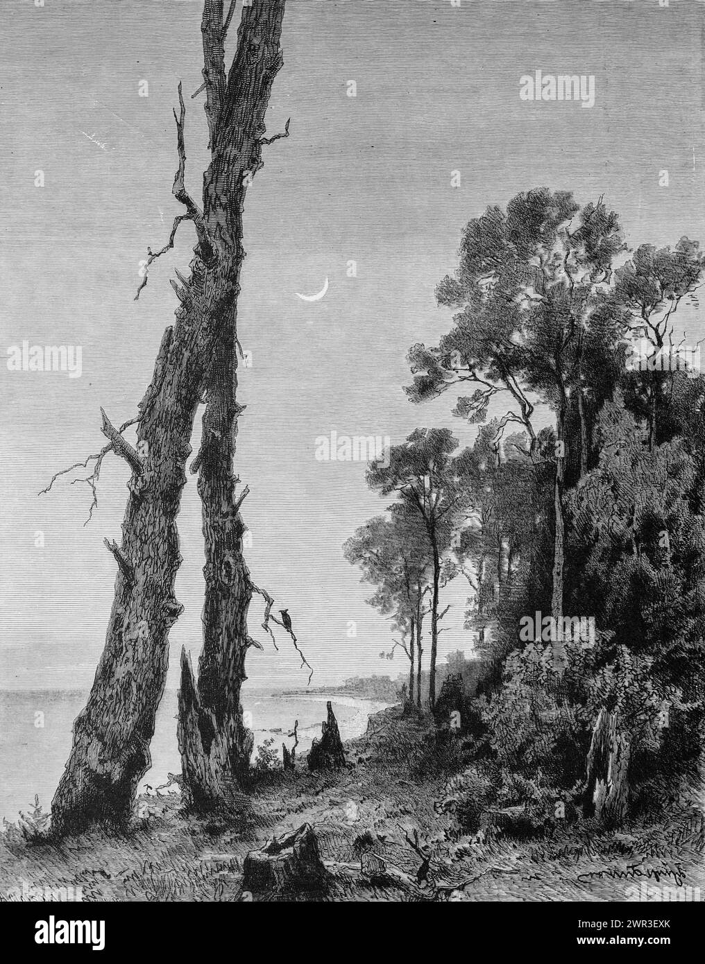 Paesaggio nel Mar Baltico vicino a Zelenogradsk o Kranz, all’Oblast di Kaliningrad, notte, luna crescente, foresta, costa, idillio solitario, Russia, storico Foto Stock