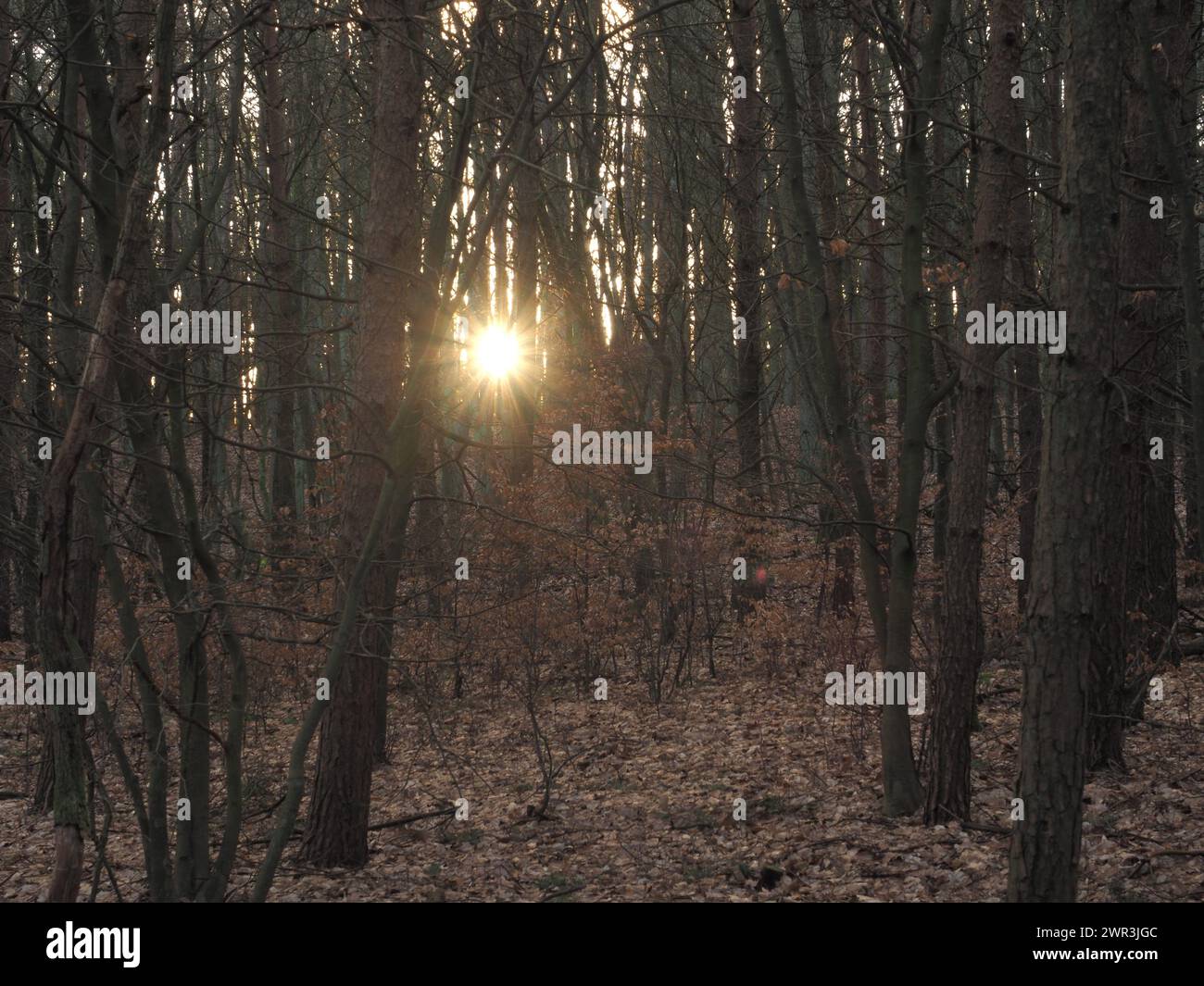 Tramonto in una foresta - tardo inverno Szczecin Polonia Foto Stock