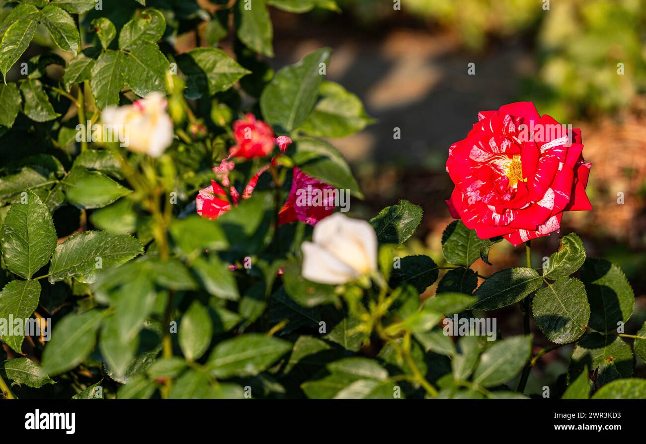 Eine zweifarbige Rose blüht im Schaffhauser Rosengarten. (Sciaffusa, Svizzera, 16.06.2023) Foto Stock