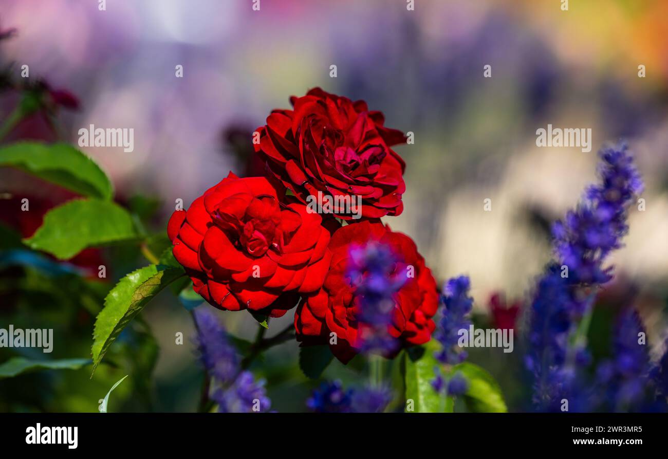 Rote Rosen in den Abendstunden. Davor a Unschärfe Lavendel. (Rheinau, Schweiz, 25.06.2023) Foto Stock