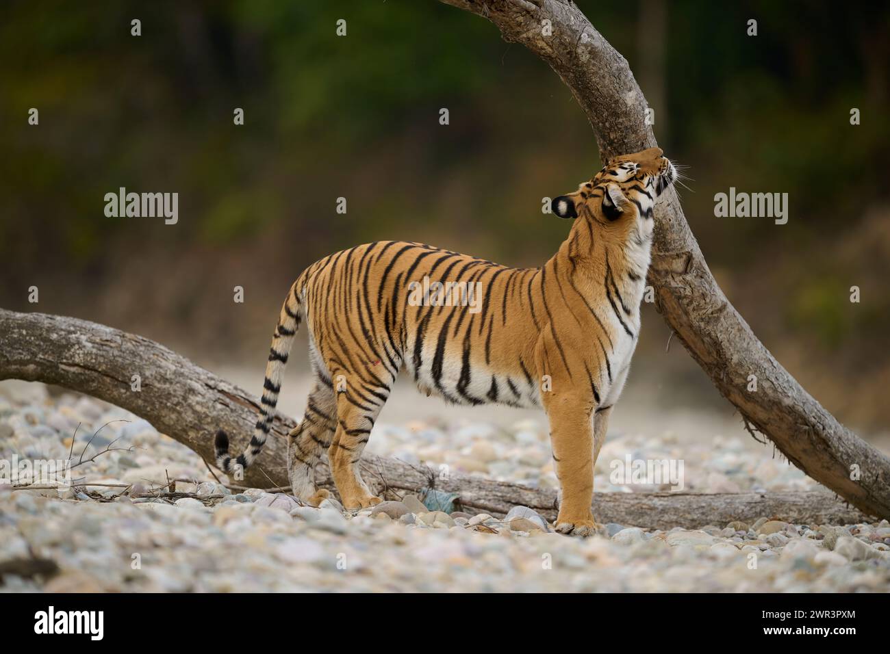 Tiger - Tigress Paarwali, Corbett National Park, febbraio 2024. Foto Stock