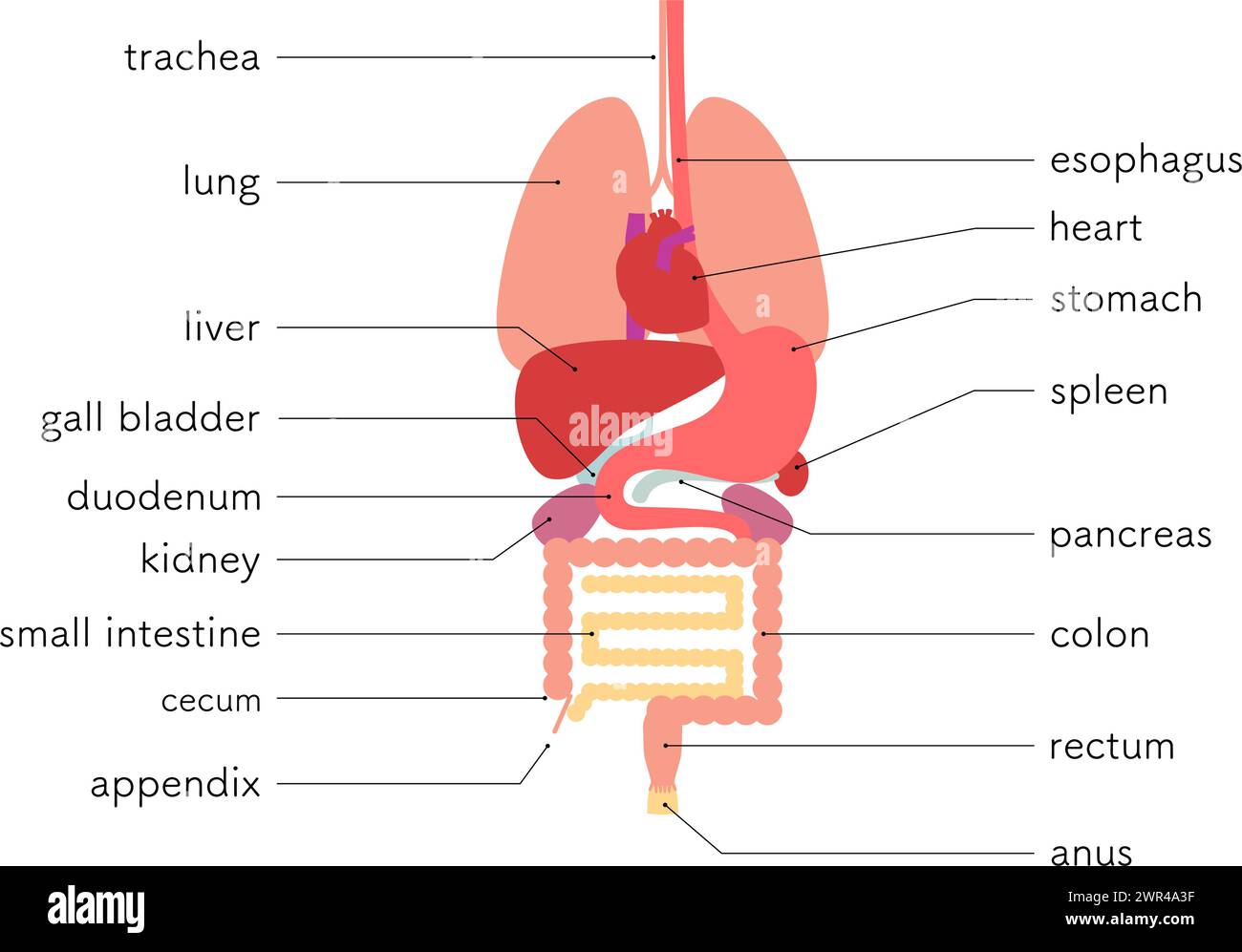 Illustrazione della struttura del corpo umano, solo organi interni (organi), illustrazione vettoriale Illustrazione Vettoriale