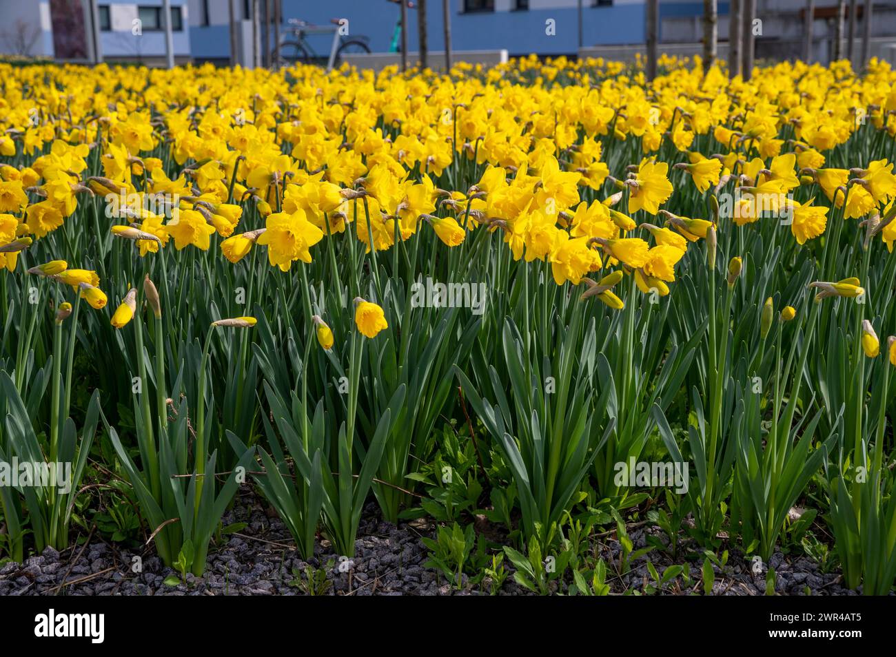 Aiuola con fiori di narcisi gialli. Narciso che fiorisce in primavera. Foto Stock