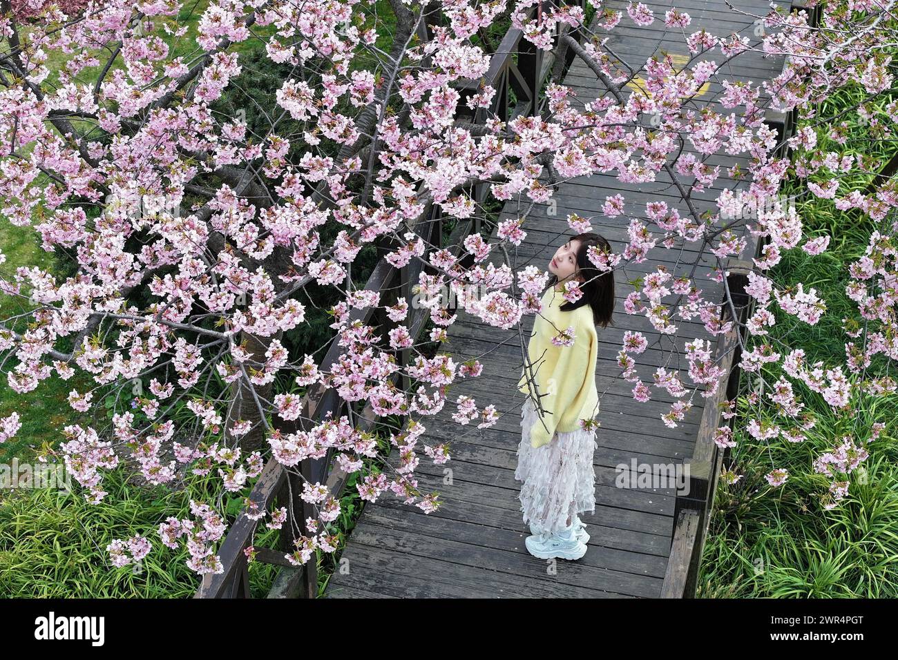 **CINESE CONTINENTALE, HONG KONG, MACAO E TAIWAN FUORI** i fiori di ciliegio fioriscono al Gucun Park a Shanghai, Cina. 8 marzo 2024. (Foto di ChinaImages/Sipa USA) credito: SIPA US/Alamy Live News Foto Stock