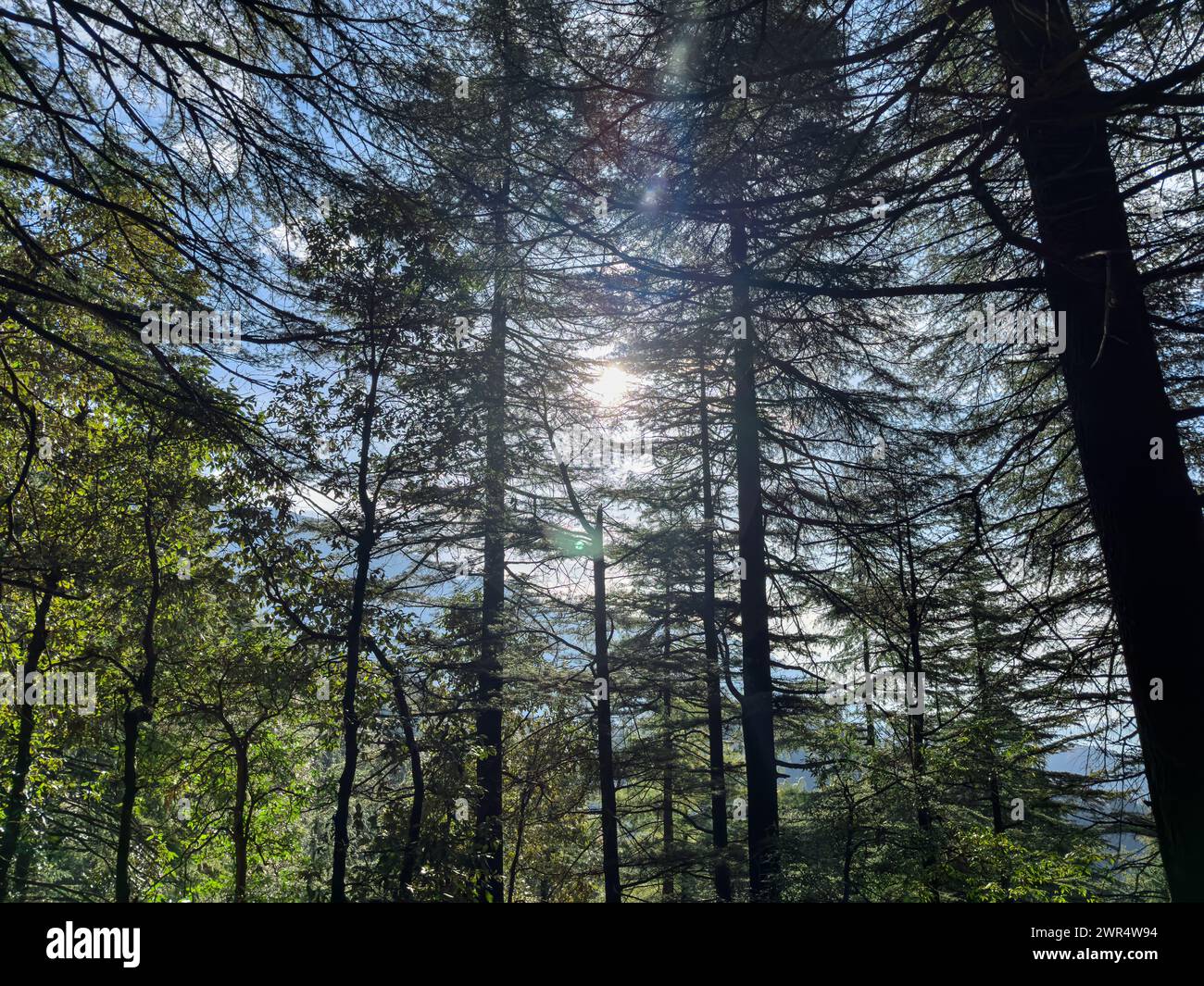 Una vista panoramica della luce del sole che filtra attraverso una fitta foresta di alberi alti Foto Stock