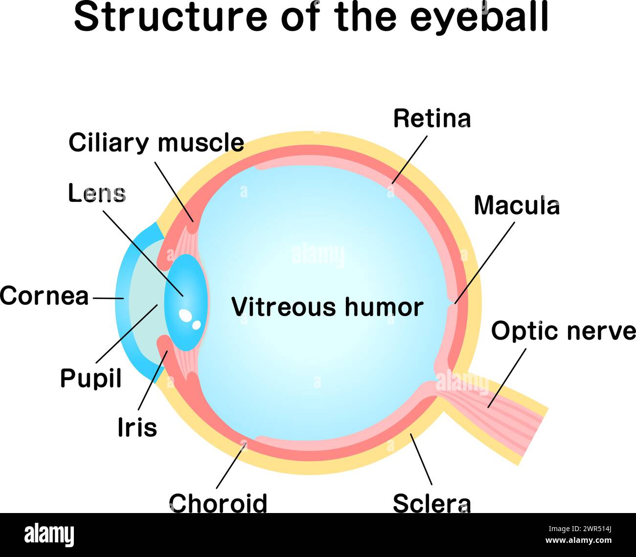 Struttura dell'illustrazione vettoriale del bulbo oculare Illustrazione Vettoriale