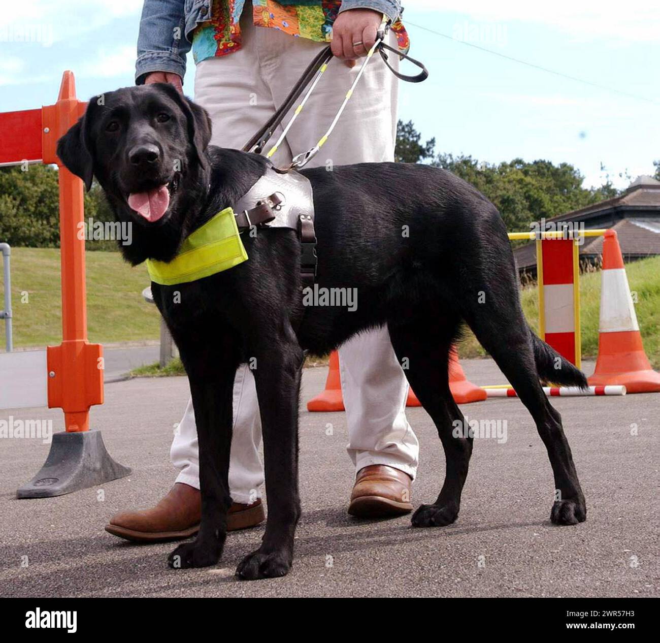 Foto di un cane guida con il suo proprietario non datata. A migliaia di ciechi e ipovedenti viene negato il diritto di sostenere dopo la perdita della vista, ha detto un'organizzazione benefica. Un nuovo rapporto dell'ente benefico per la perdita di vista RNIB suggerisce che le persone in tutte le fasi della perdita di vista sono state deluse da un servizio di assistenza sociale dimenticato e con scarse risorse e dalla fornitura di assistenza patchwork. Data di pubblicazione: Lunedì 11 marzo 2024. Foto Stock