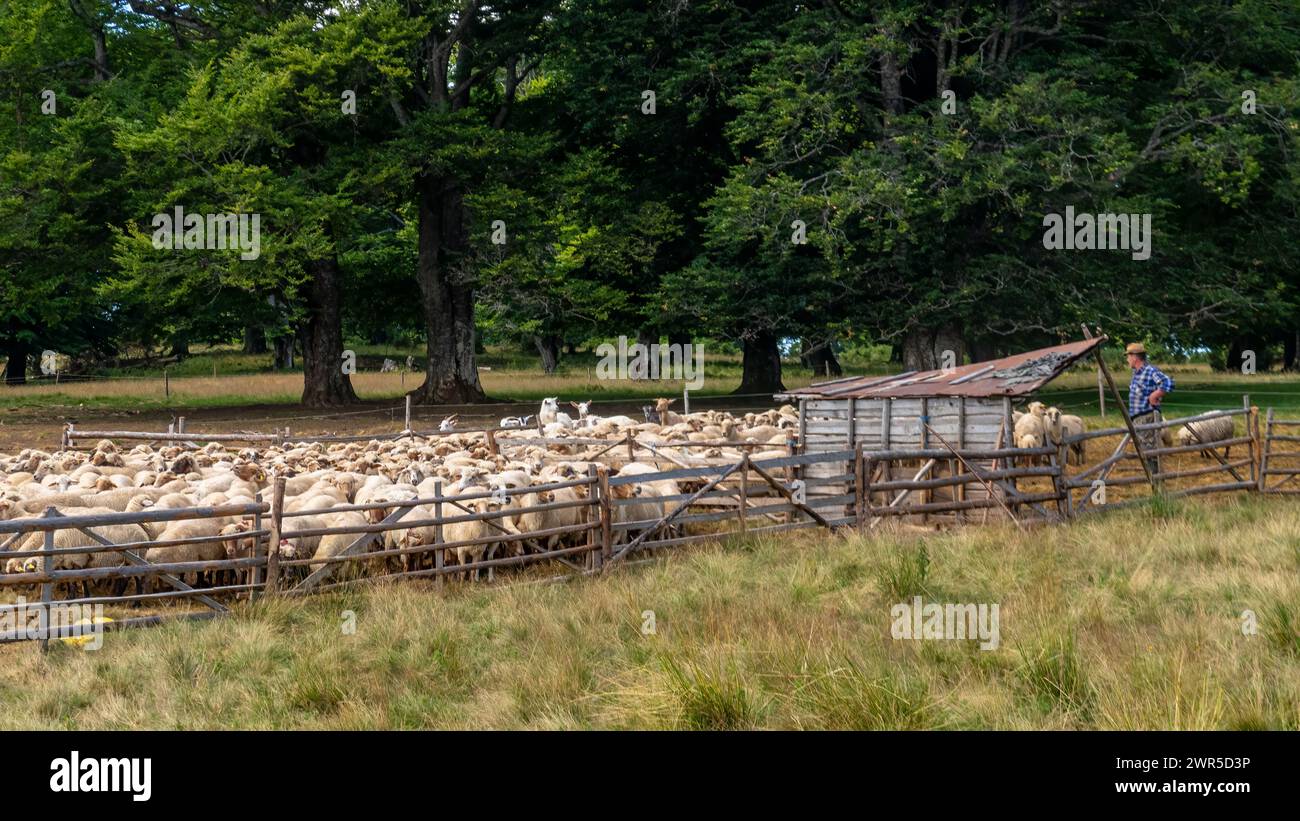 Una mandria di pecore nei Carpazi in Romania Foto Stock