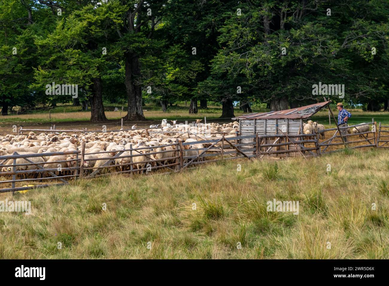Una mandria di pecore nei Carpazi in Romania Foto Stock