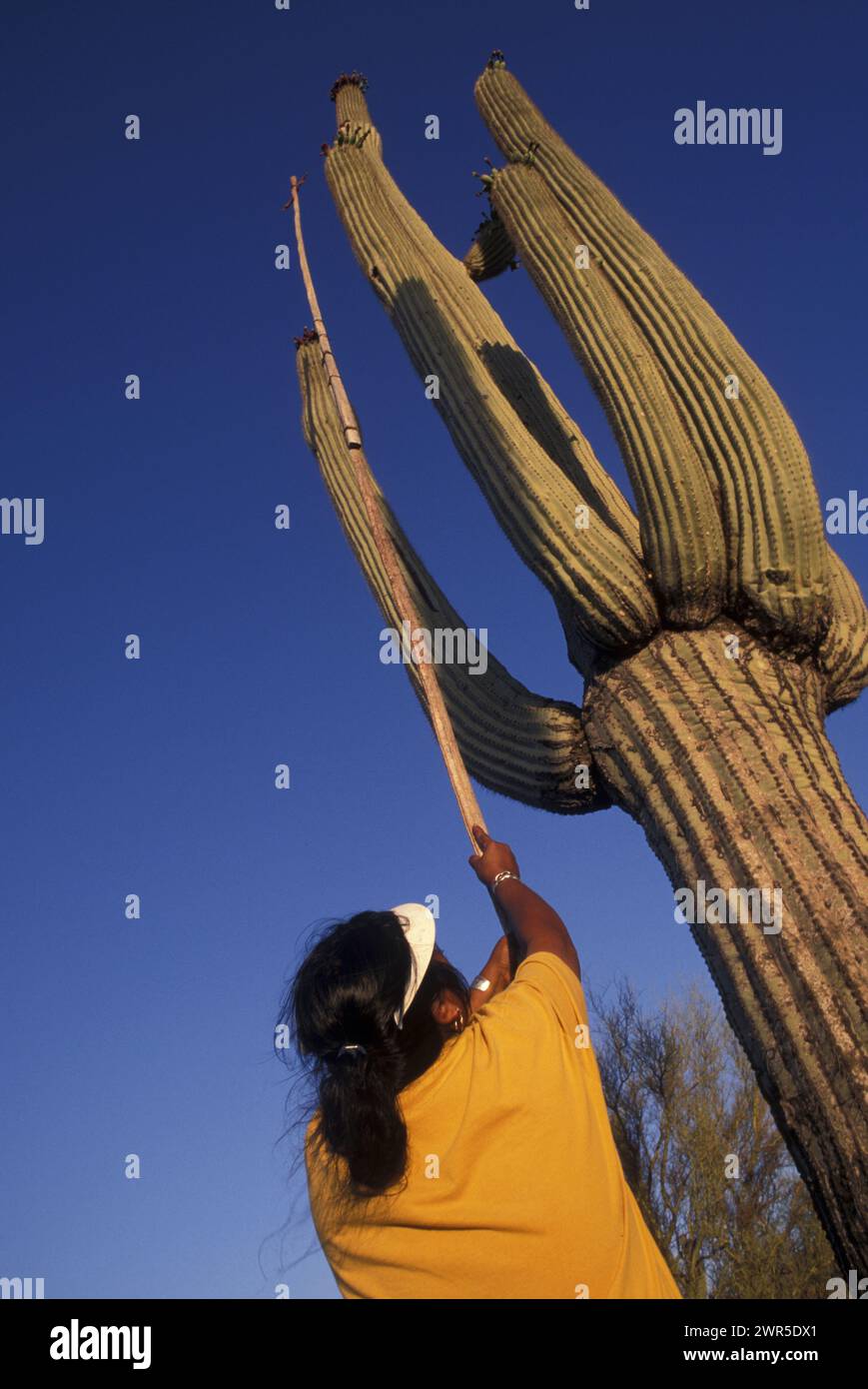 raccolta dei frutti del cactus Foto Stock