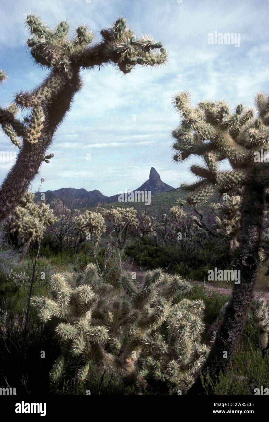 Deserto dell'Arizona Foto Stock