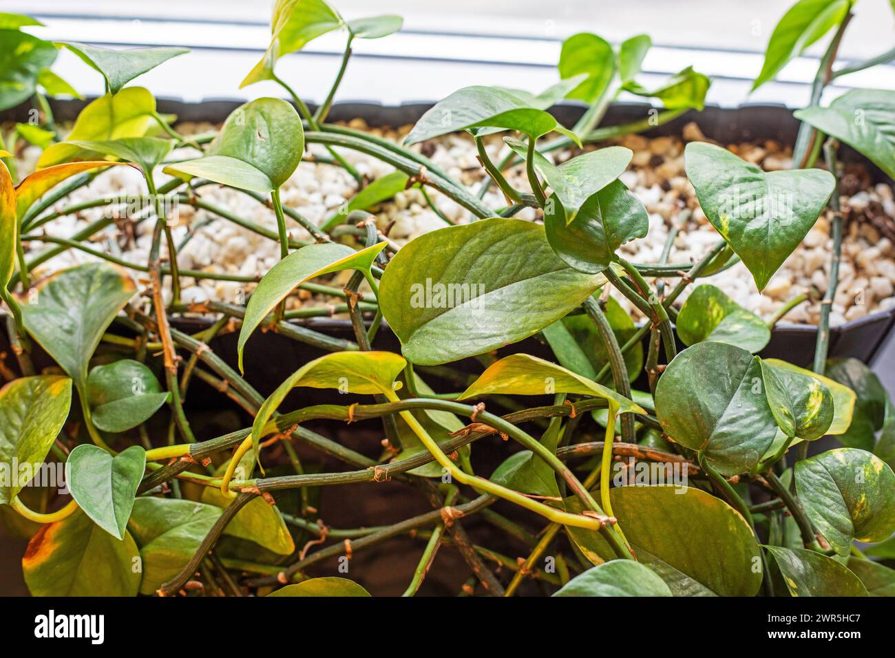 cresce il fiore verde di edera fatto in casa su un davanzale. Foto Stock