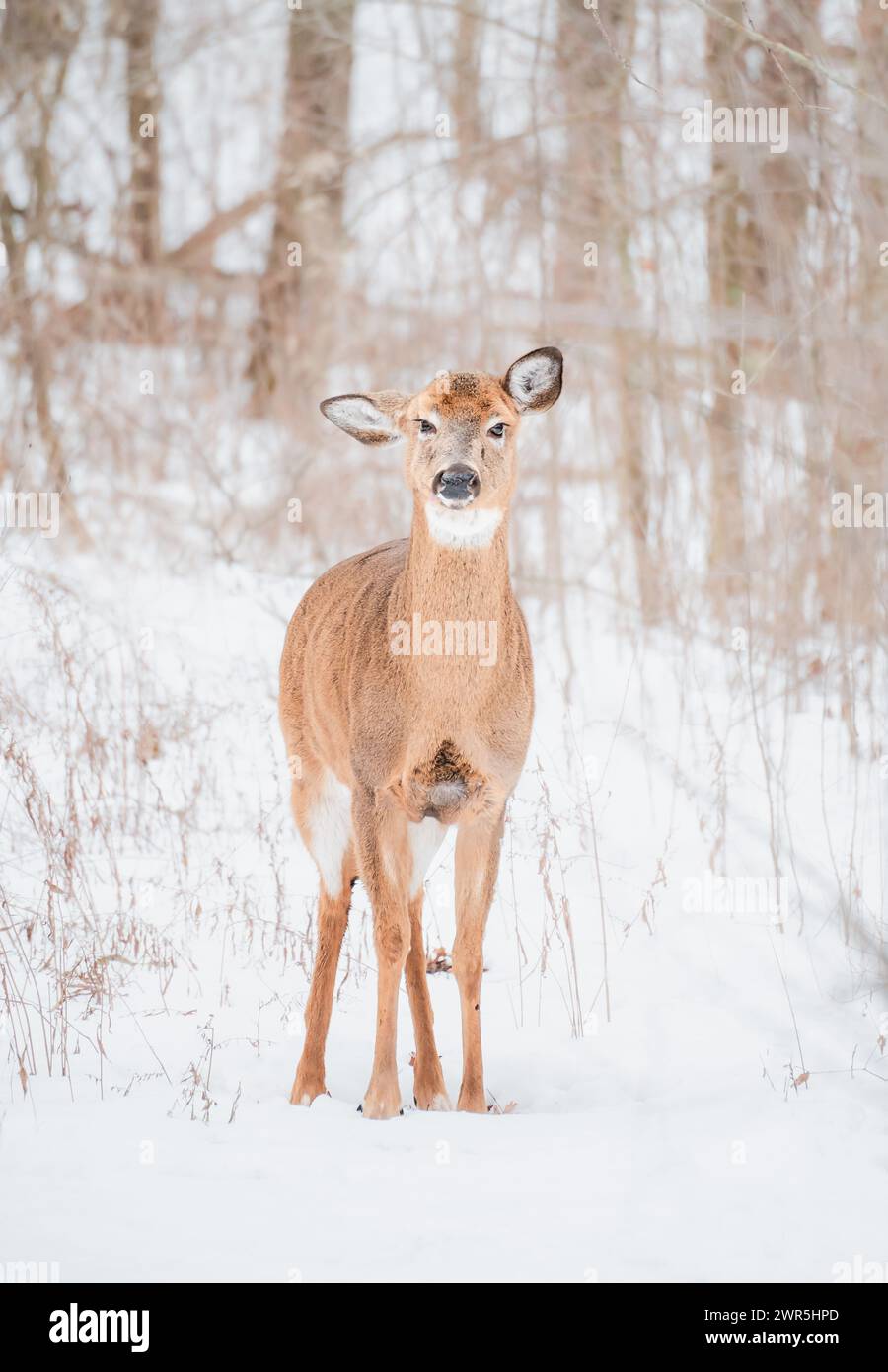 Cervi dalla coda bianca in piedi da soli nei boschi innevati. Foto Stock