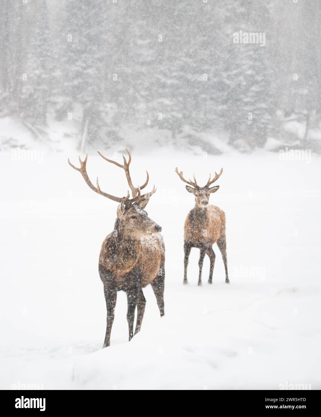 Due cervi rossi maschi in piedi ai margini del bosco in una giornata innevata. Foto Stock