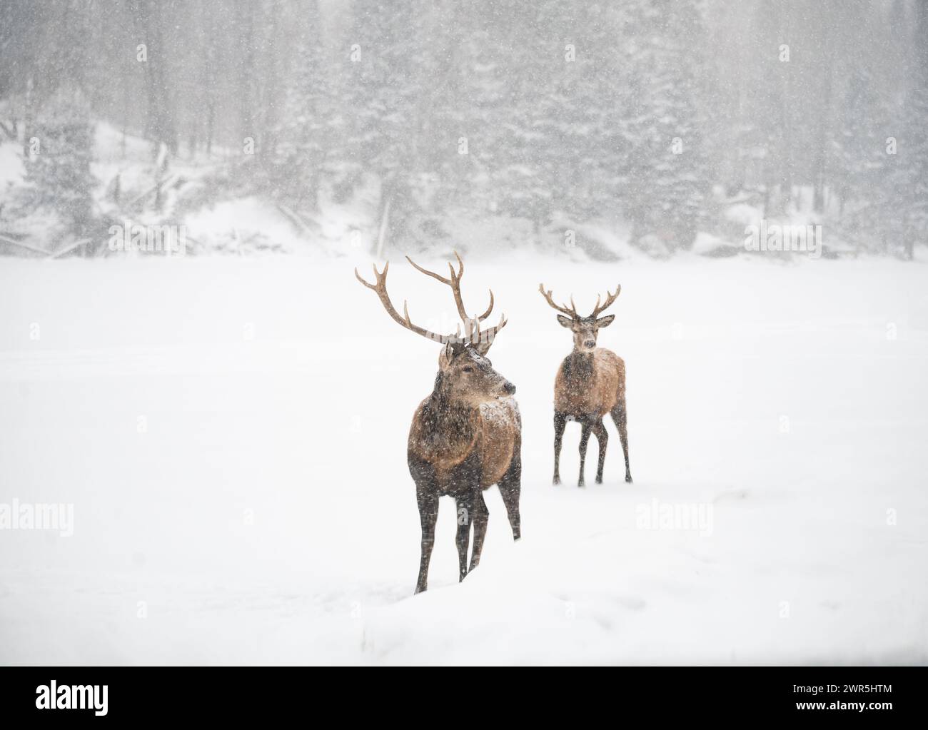 Due cervi rossi maschi in piedi ai margini del bosco in una giornata innevata. Foto Stock