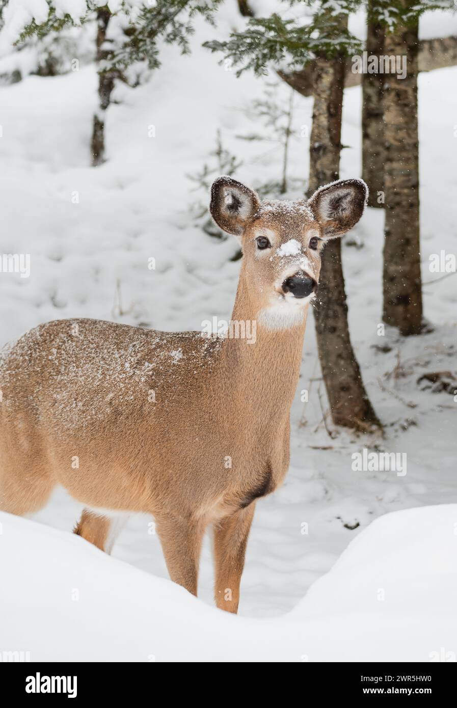 Primo piano di cervi dalla coda bianca in piedi nei boschi nelle nevose giornate invernali. Foto Stock