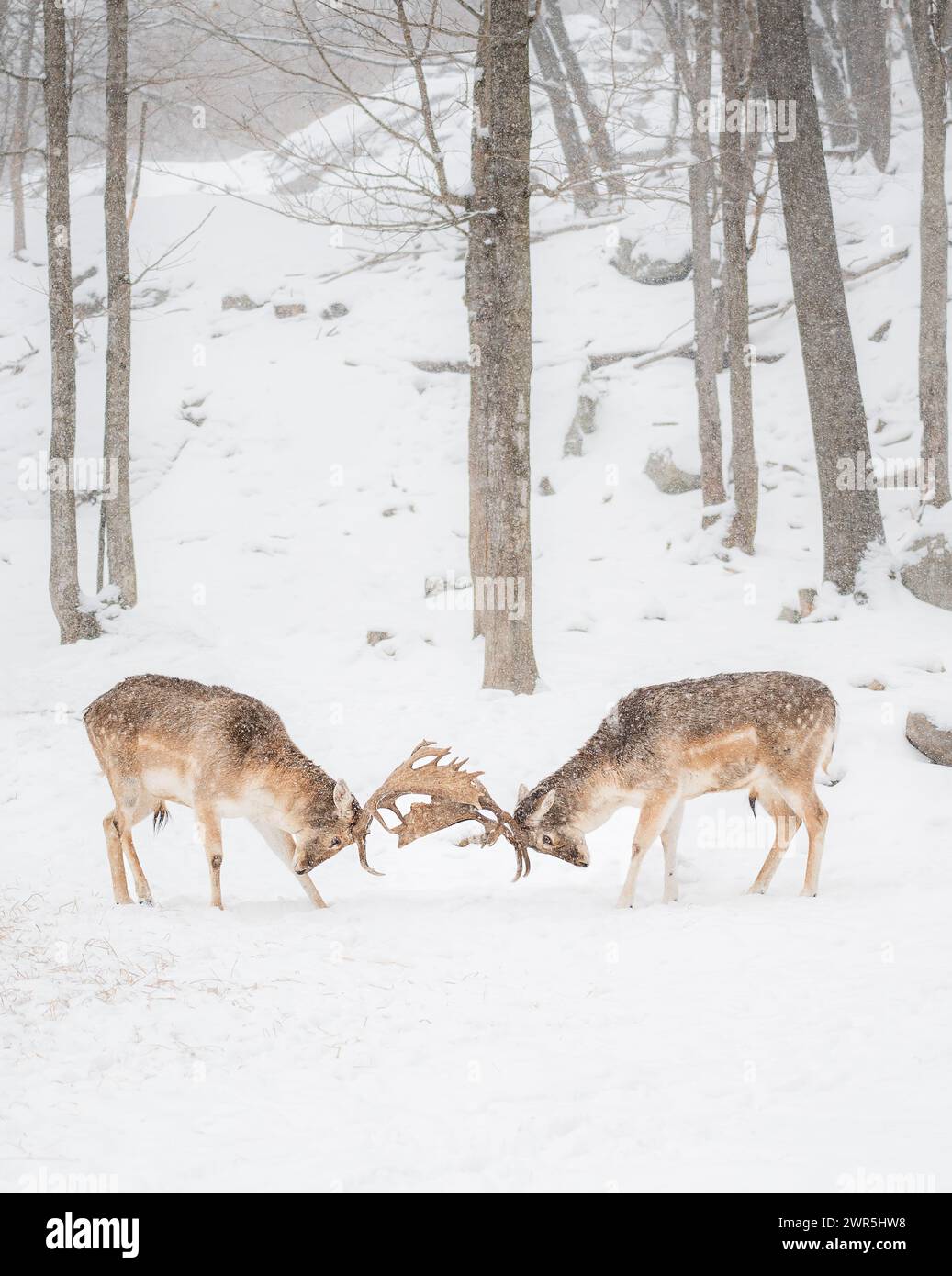 Due corna maschili che bloccano il cervo in un giorno d'inverno. Foto Stock