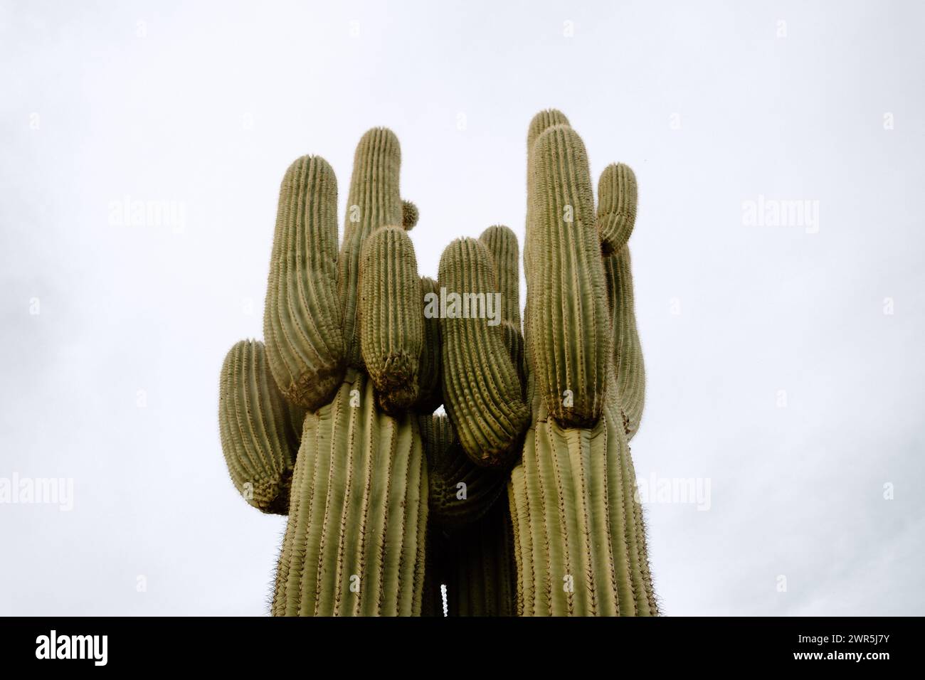 Cactus di Saguaro nel deserto secco di Phoenix, Arizona Foto Stock