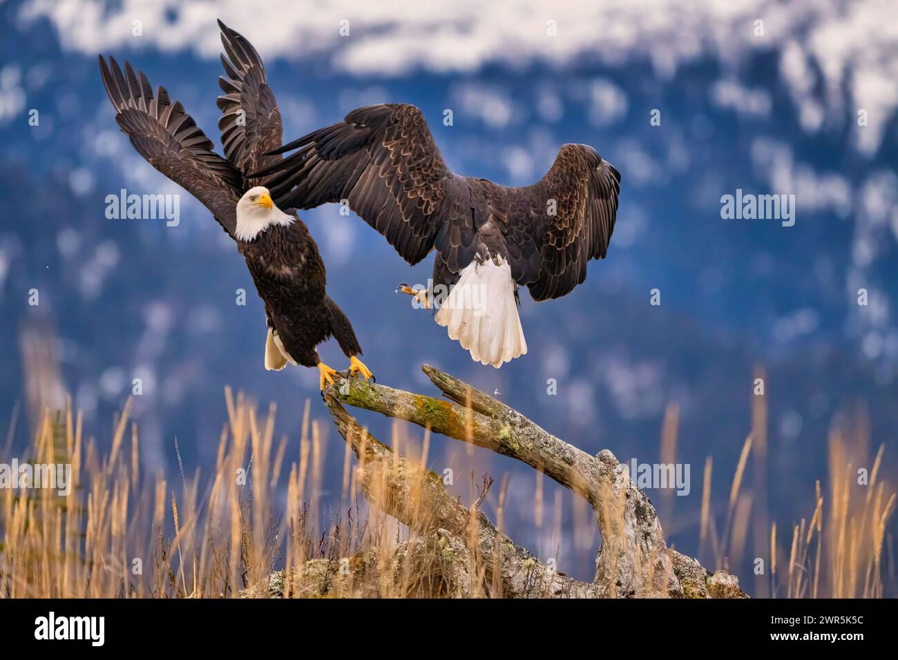 Due aquile calve che combattono su una carcassa con lo sfondo innevato delle montagne Foto Stock