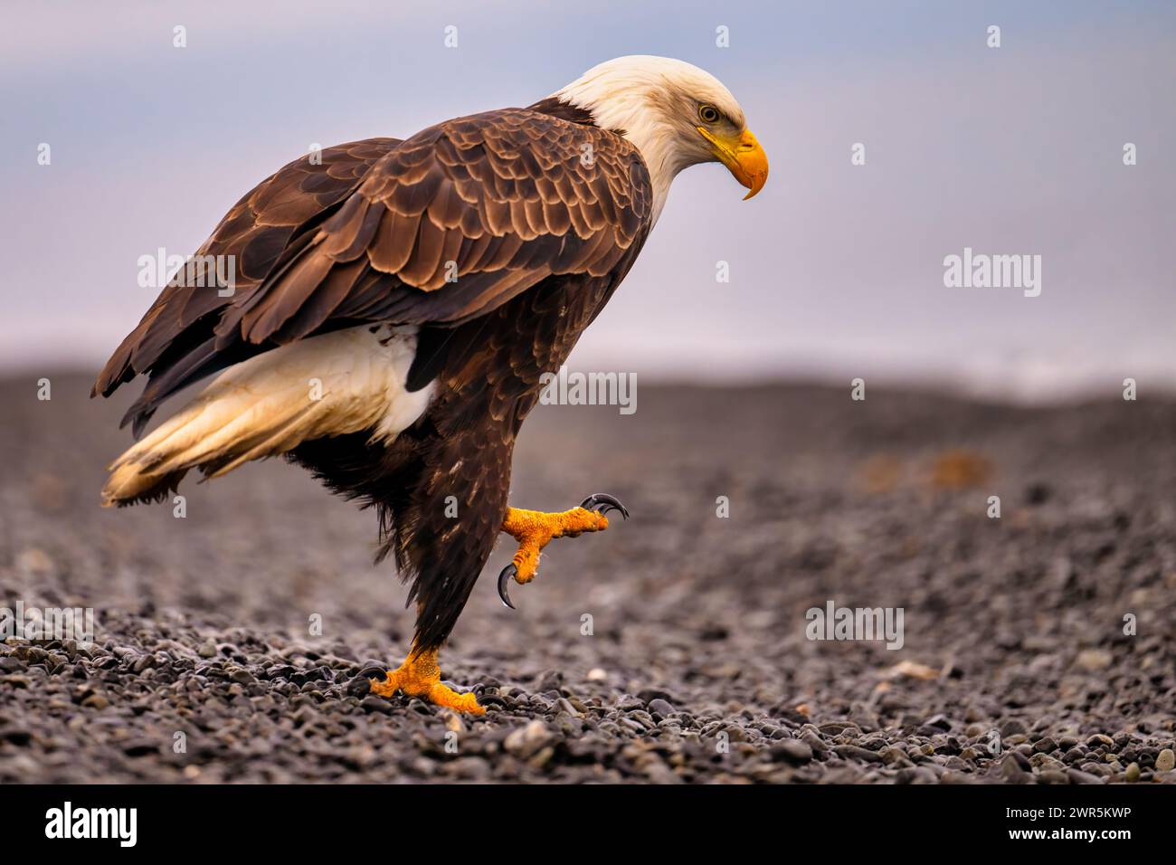 Aquila calva con taloni acuti che passeggiano sulla spiaggia sabbiosa Foto Stock